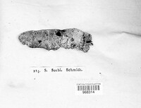 Image of Eutypella sorbi